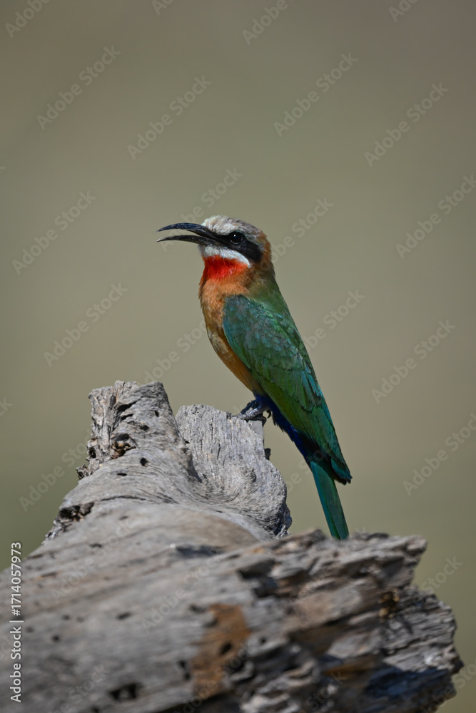 Fototapeta premium White-fronted bee-eater in profile on dead stump