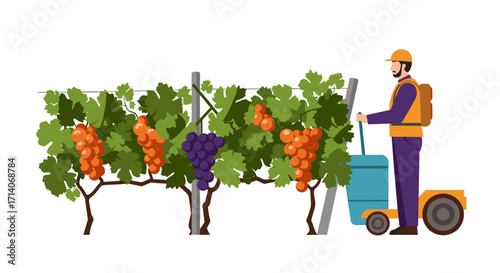 Worker harvesting grapes in vineyard with electric cart flat design
