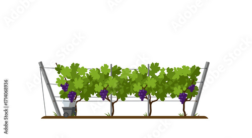 Vineyard with lush green vines and juicy purple grapes on a trellis