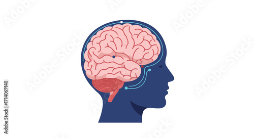 Human brain diagram in profile view with neural pathways