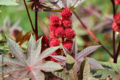 Ricinus communis, also known as castor bean or castor oil plant.
