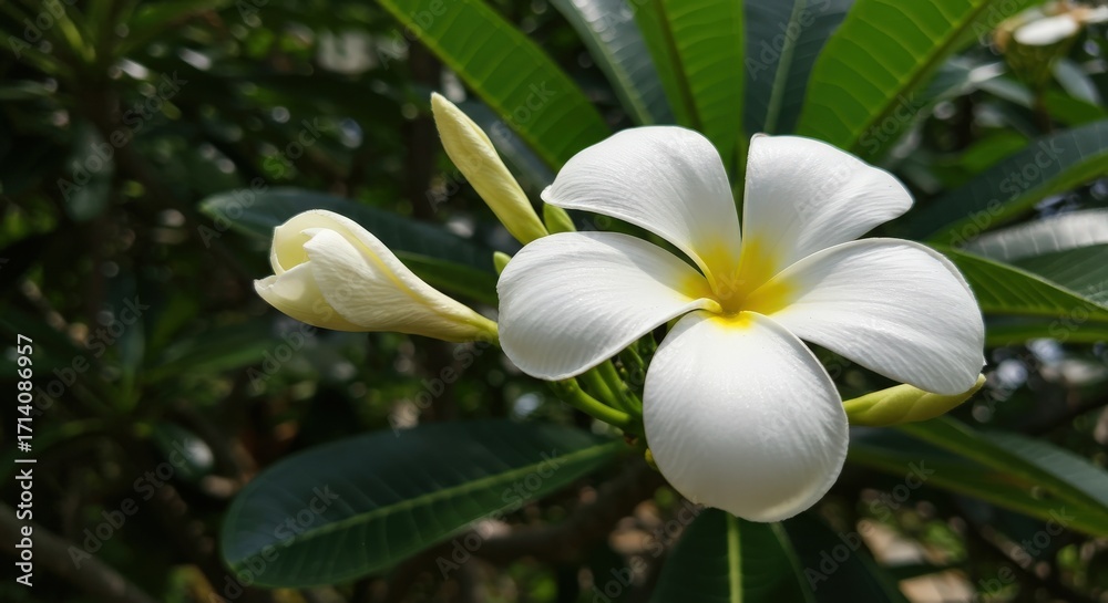 Fototapeta premium Closeup of a beautiful white Plumeria flower with buds showcasing tropical nature perfect for spa
