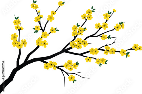 Beautiful yellow apricot blossoms on tree branch, vector illustration for Vietnamese New Year holiday, Tet.