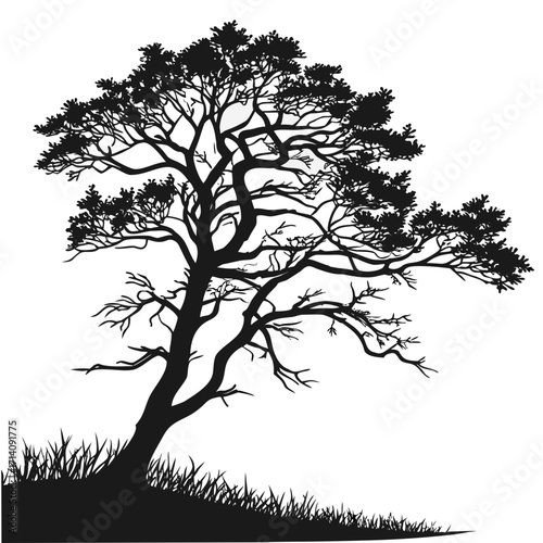 Silhouette of a large windswept tree with dense foliage and grassy ground
