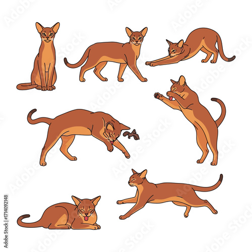 Abyssinian Cat Poses Illustration: An illustrated compilation showcases the playful antics and elegant postures of an Abyssinian cat, in various dynamic positions.