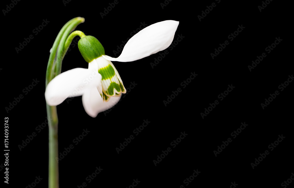 Obraz premium snowdrop flowers isolated