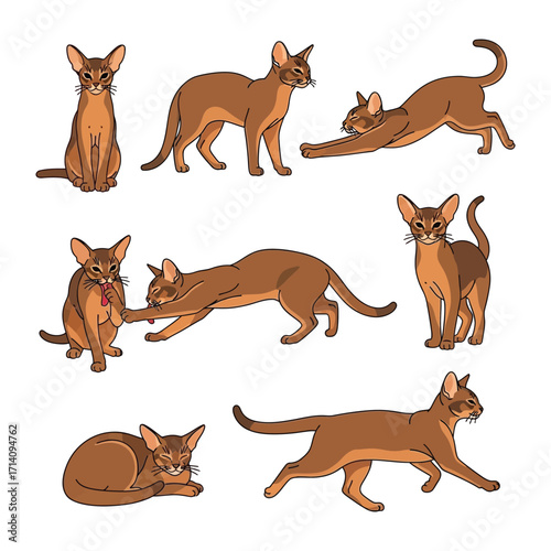 Abyssinian cat in various poses: An engaging collection of illustrations showcasing the elegant Abyssinian cat, exhibiting a range of dynamic and playful poses