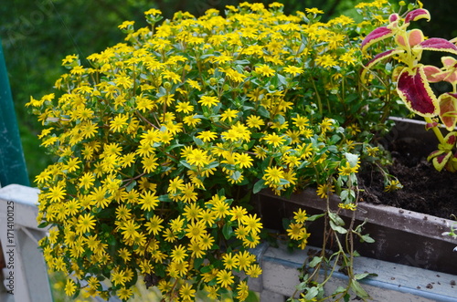 Sanvitalia procumbens blooms with yellow flowers in July. Sanvitalia procumbens.