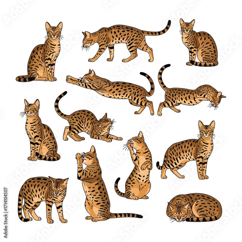 Graceful Spots: An Illustration of the elegant Serval Cat showcased in a series of dynamic poses, capturing its natural charm and beauty. 