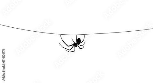 A black spider hangs from a single horizontal strand