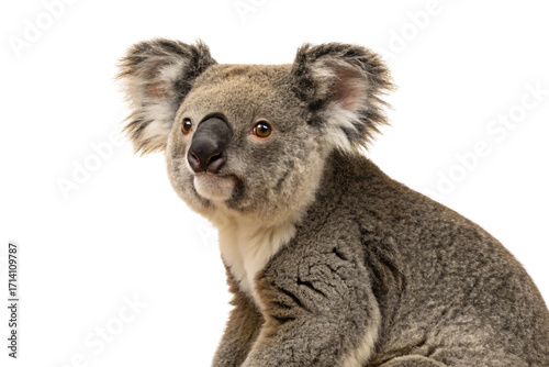 Adult koala with thick gray fur, large black nose, fuzzy ears, looking directly at camera, isolated on a transparent background