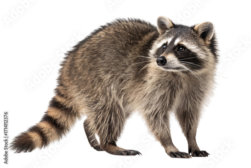 Fluffy gray raccoon with distinctive black facial mask and ringed tail standing alert, isolated on a transparent background