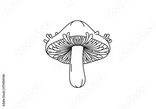 Black and white line drawing of a mushroom viewed from underneath