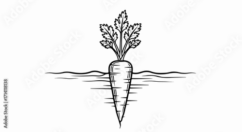 Illustration shows growing carrot in simple sketch style. Growing carrot organic vegetable, underground with visible root, perfect healthy ingredient.