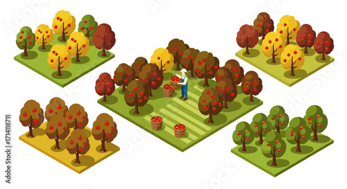 Isometric autumn orchard with apple trees and harvesting scene