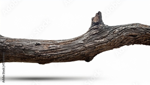 Branch Tree Dry Cracked Dark Bark Isolated On White Background Clipping Path