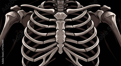 Illustrated rib cage showing sternum, clavicle, humerus, and floating ribs, anatomical rib cage illustration is a detailed depiction of thoracic cage.