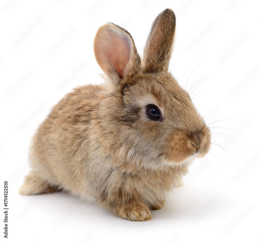 Fototapeta premium Brown rabbit isolated on white background side view