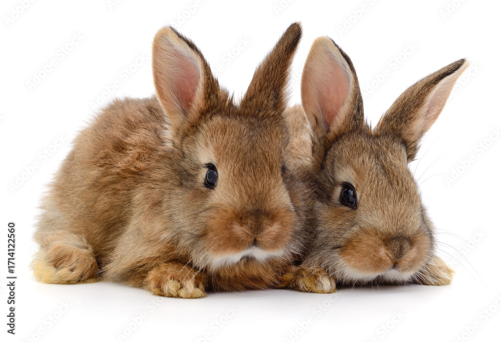 Obraz premium Two brown rabbits isolated on white background close up