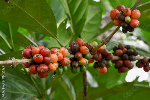 Foto Liberica coffee is a type of large bean coffee.