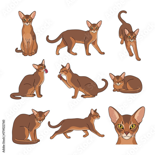 Abyssinian Cat Poses: A captivating set of cartoonish illustrations showcases the elegance and agility of an Abyssinian cat in various poses, capturing the essence of this unique feline breed.