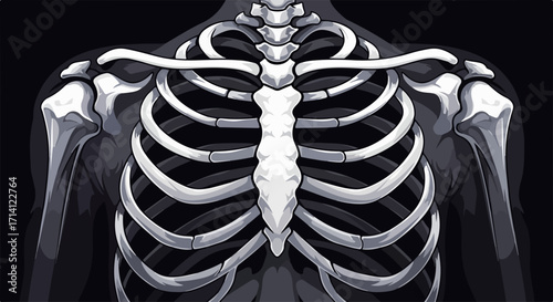 Human chest bones showing skeleton, internal structure, and skeletal system, human chest is essential for medicine and anatomy.