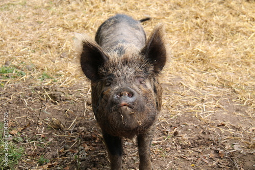 Wallpaper Mural The Face of a Kunekune Coarse Hair Farm Pig. Torontodigital.ca