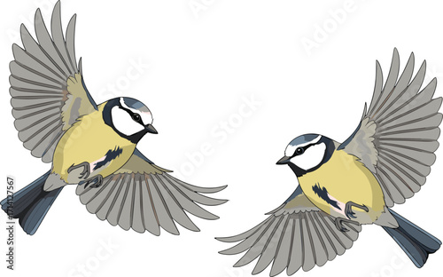 Beautiful flying blue tit birds illustration, colorful songbirds with open wings, wildlife drawing, nature art, avian species vector graphic design