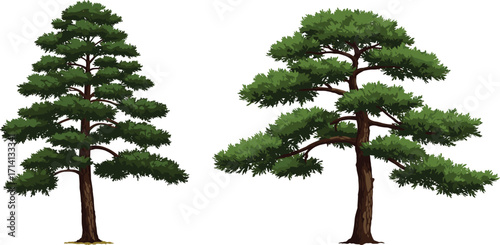 Tall narrow tree and broad layered tree, foliage structure contrast, stylized vector, botanical illustration, nature design, seasonal canopy, garden decor