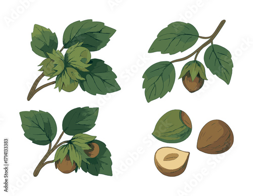 Botanical illustration of hazelnuts: leaves, branches, and nuts depicted in detailed art