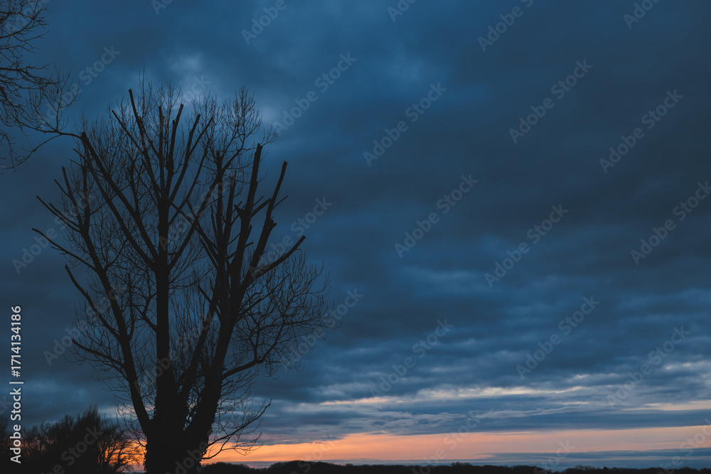 Fototapeta premium sagoma nera di grande albero spoglio e con i rami tagliati, in primo piano, con cielo nuvoloso e coperto al tramonto, in inverno