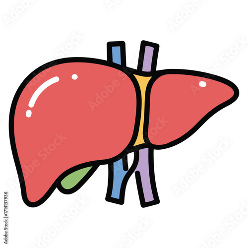 Vector illustration of the human liver, a vital organ in the digestive system and a symbol of health and well-being