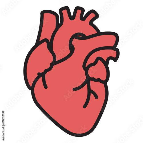 Anatomical illustration of a human heart with detailed vascular structures and chambers, showcasing the circulatory system's core organ