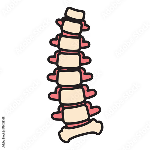 Stylized illustration of a human spine, depicting a healthy curvature and vertebral structure for educational or medical purposes
