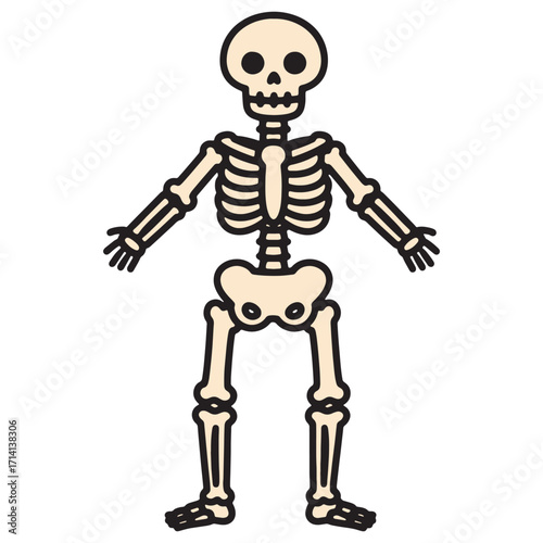 Anatomy illustration of a human skeleton standing upright with arms outstretched