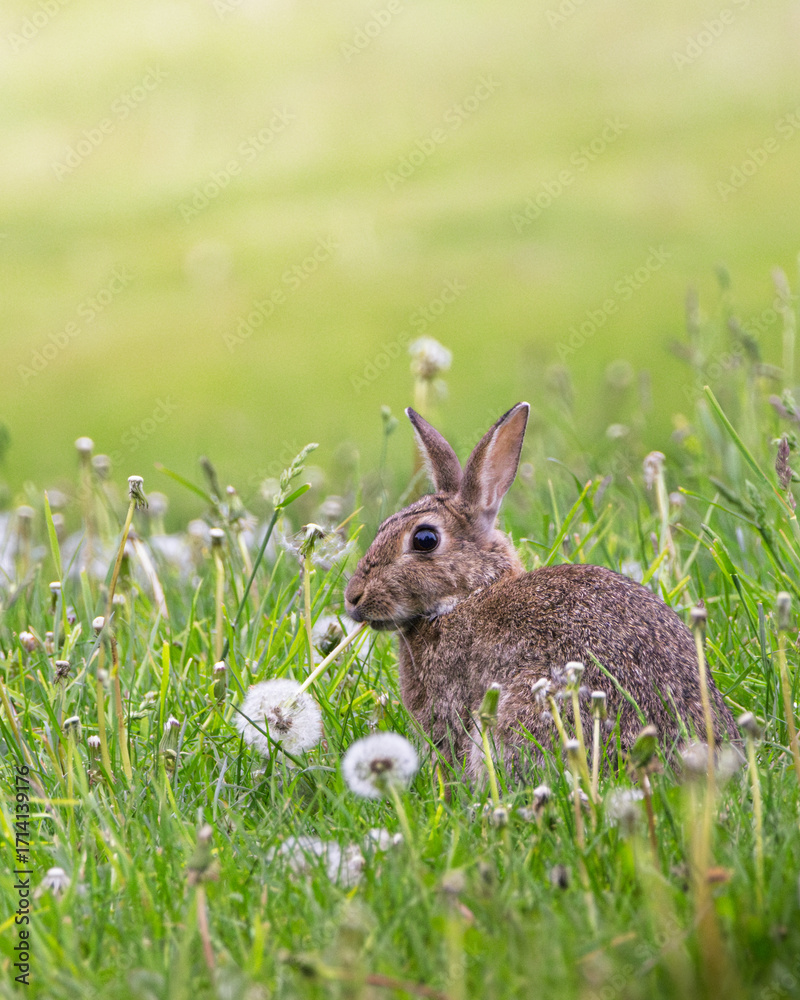 Fototapeta premium Rabbit is sitting in a field of grass and flowers