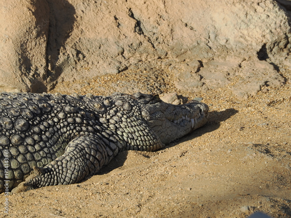 Fototapeta premium El cocodrilo del Nilo (Crocodylus niloticus) es un gran reptil carnívoro de África, que habita ríos y lagos, y es uno de los depredadores más peligrosos del continente.