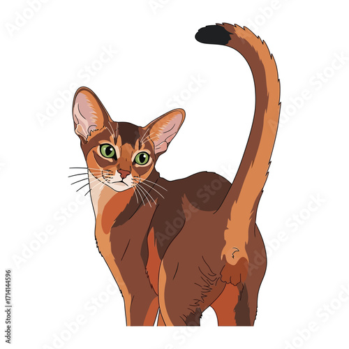 Abyssinian Cat Pose: Graceful Abyssinian cat turns back, displaying its elegant posture and striking features in a moment of feline charm.