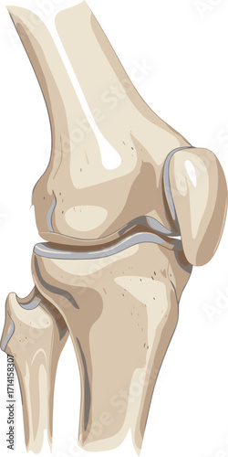 Human knee joint anatomy illustration, medical bone structure diagram, orthopedic skeletal system, cartilage and ligaments educational drawing for healthcare study