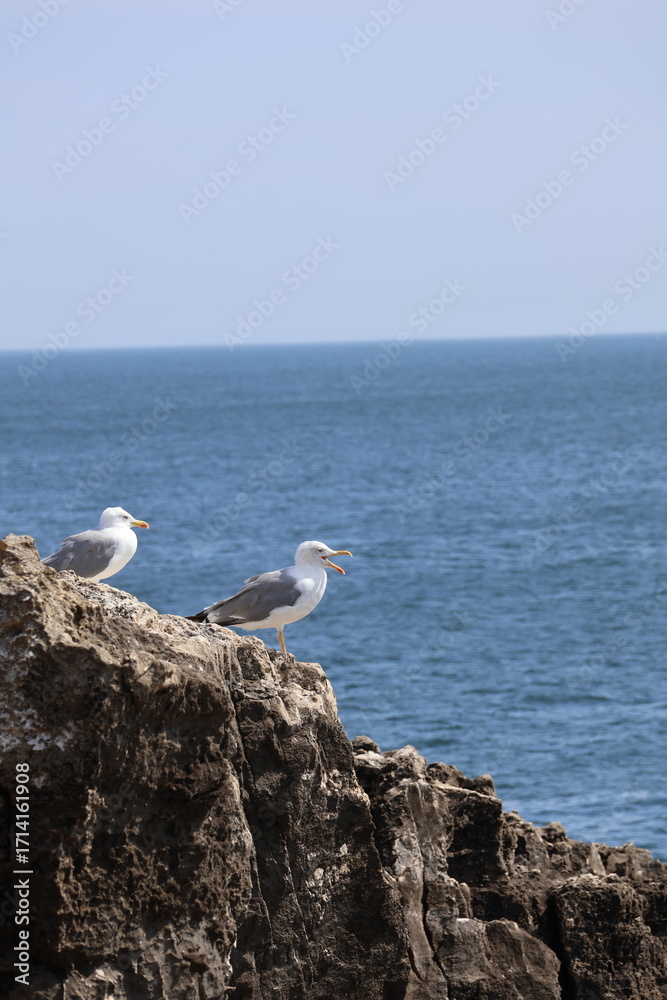 custom made wallpaper toronto digitalTwo Seagulls on a Rocky Cliff by the Ocean