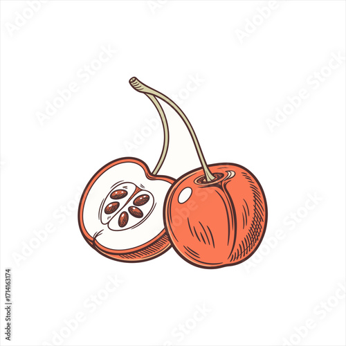 Hand drawn illustration of two cherries one halved revealing seeds