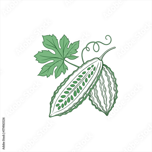 Bitter melon fruit and leaf illustration