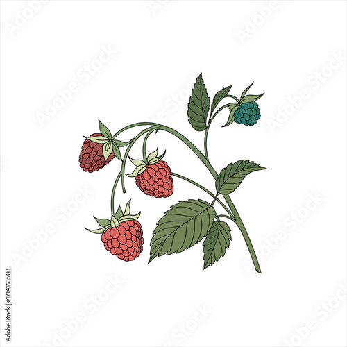 Illustration of a raspberry branch with ripe red and unripe green berries and leaves