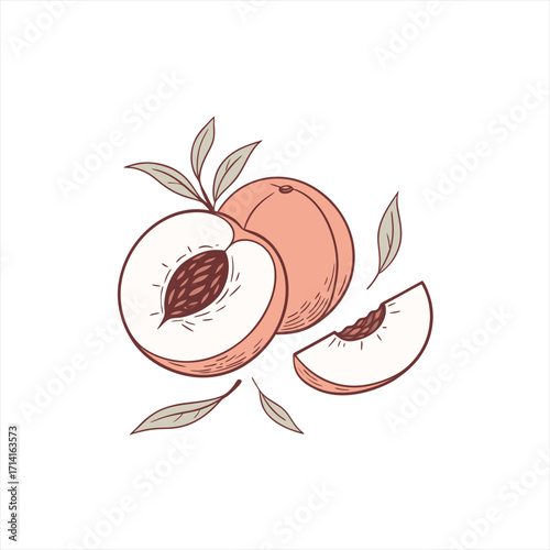 Hand drawn illustration of ripe peaches with leaves and slices