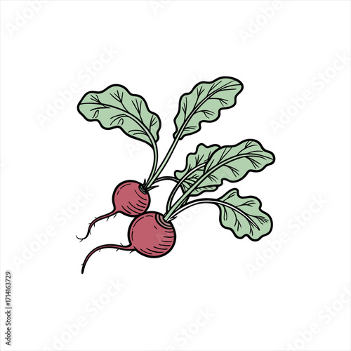 Hand drawn illustration of fresh radishes with green leaves on white background