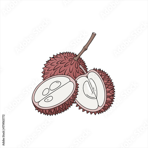 Illustration of a whole lychee fruit and a halved lychee fruit