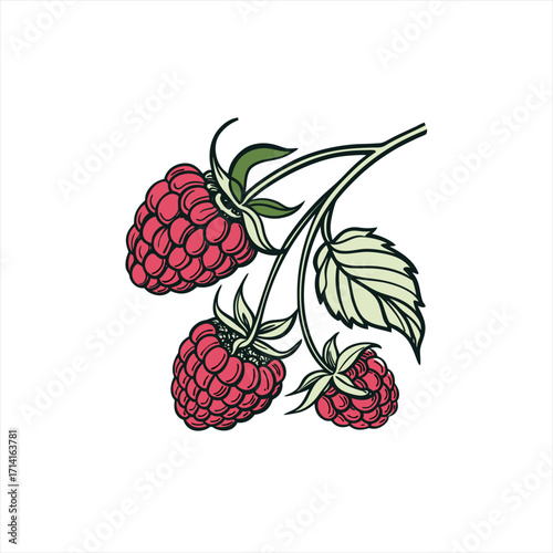 Illustration of three ripe raspberries on a branch with leaves