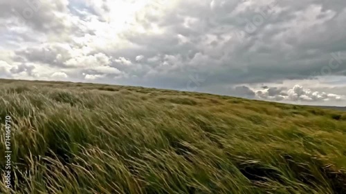 Tall grass swaying in the wind under a dramatic cloudy sky