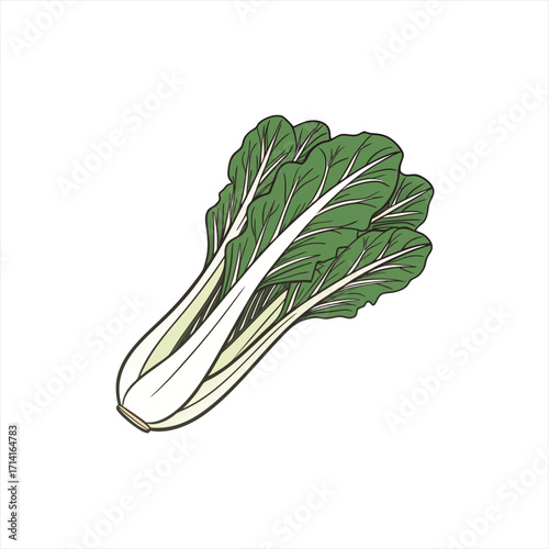 Illustration of fresh bok choy vegetable on white background