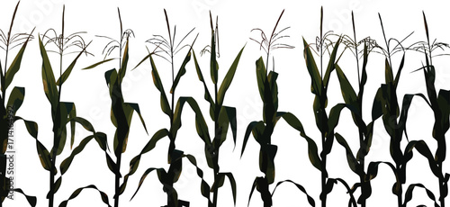 Realistic Corn Stalks Illustration with Detailed Leaves and Textures in a Natural Setting